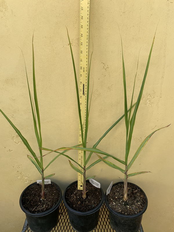 178B43B2-0AD6-4D0B-9280-8C9C9908D315