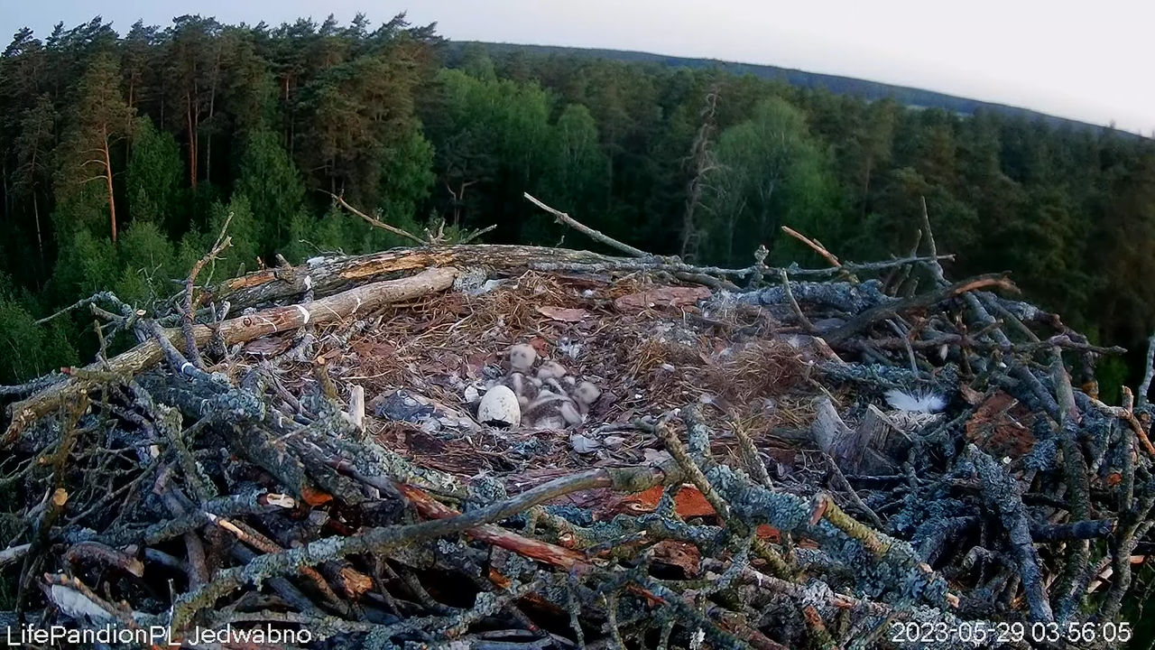 Rybołowy Online Puszcza Napiwodzko-Ramucka _ Ospreys Online in Napiwodzko-Ramucka Forest 9-24-38 scr