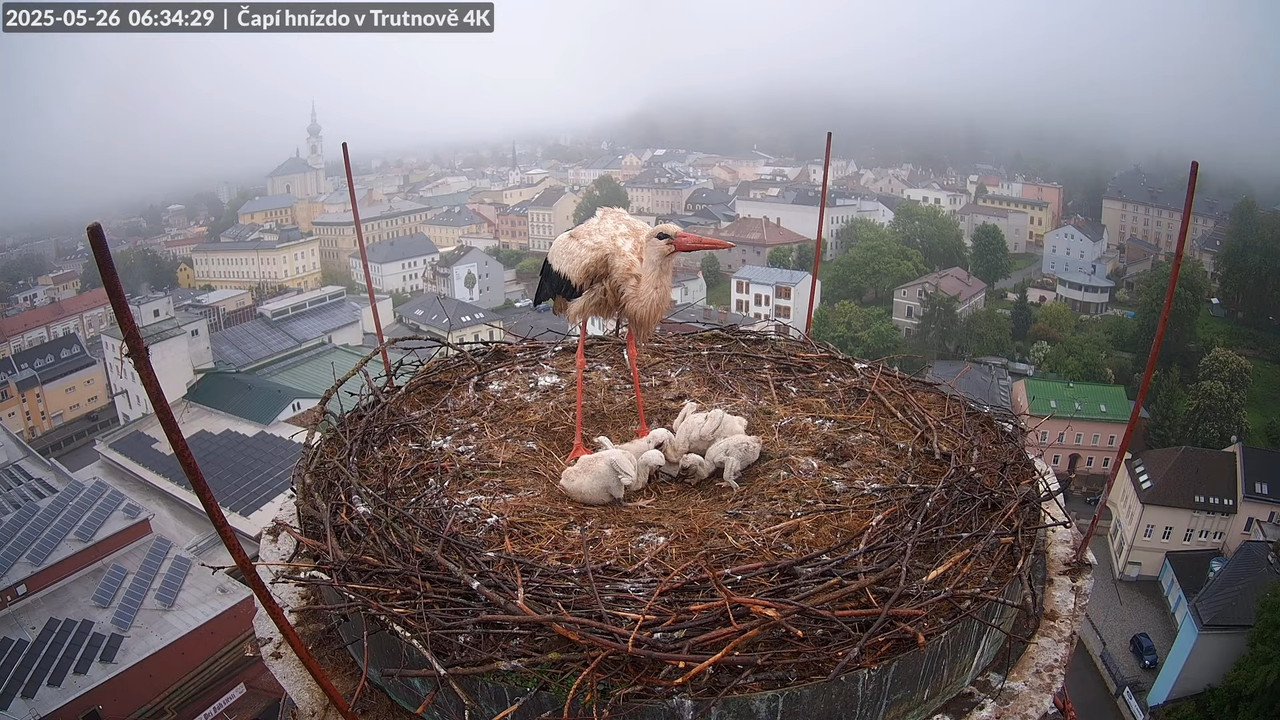 Tiešraide no stārķa ligzdas uz alus darītavas skursteņa Trutnovā 9-45-31 screenshot