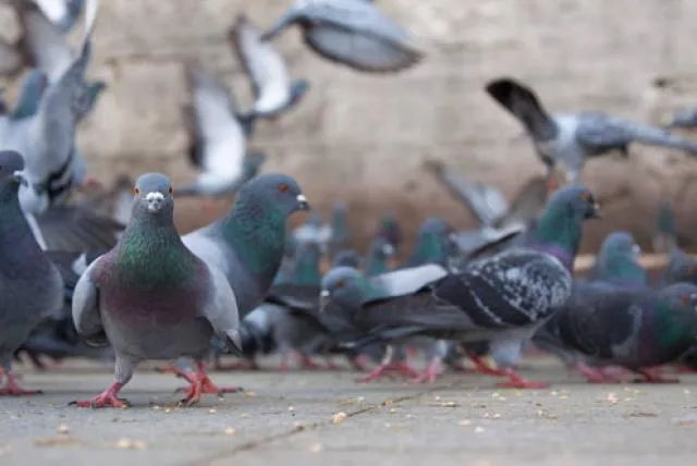 Datos Curiosos: Las palomas pueden distinguir entre Picasso y Monet