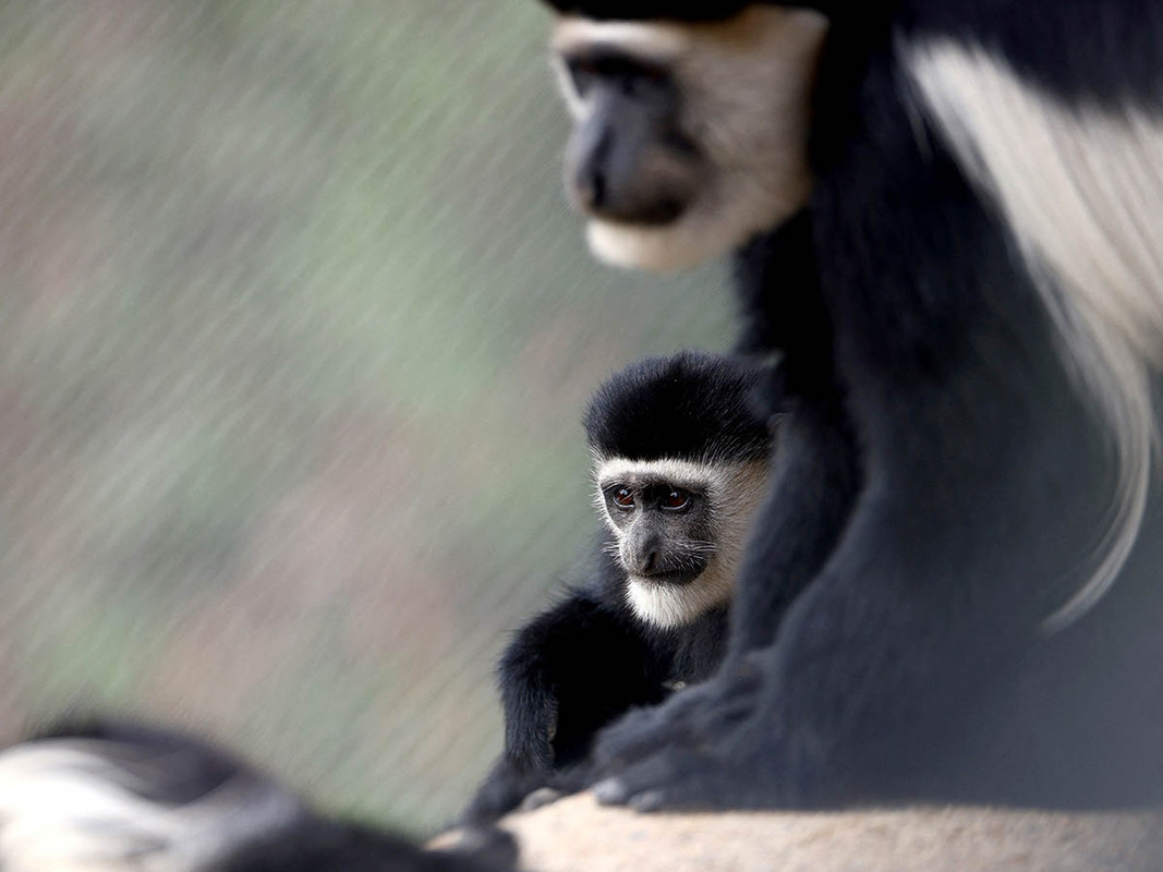Envenenan a monos por miedo a viruela símica en Brasil