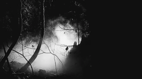 dark-forest-night