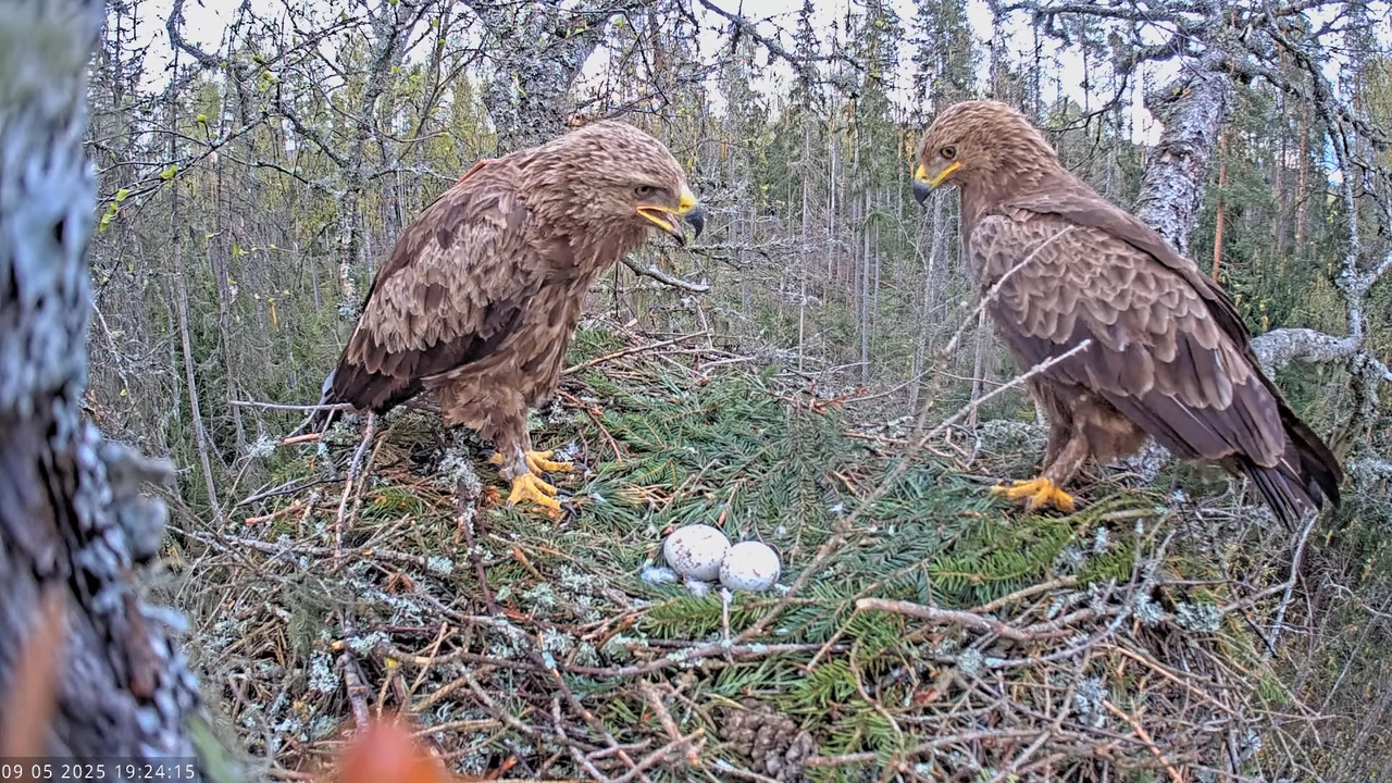 Väike-konnakotkas __ Clanga pomarina __ Lesser Spotted Eagle 13-0-15 screenshot