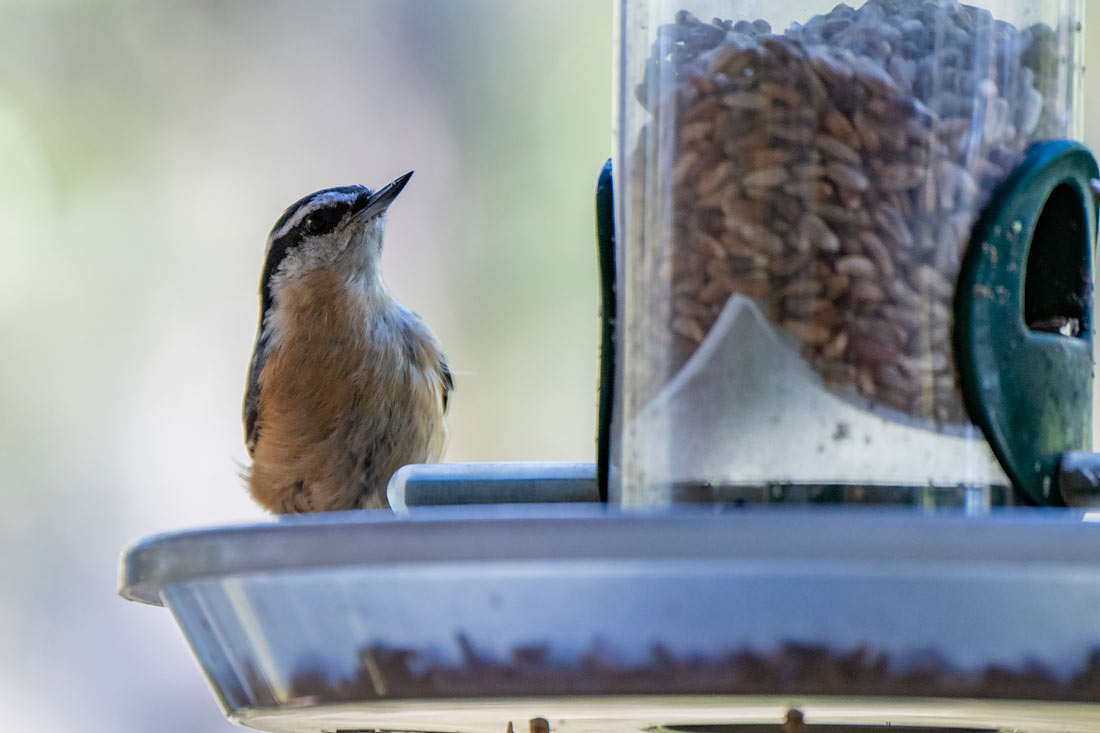 Birds Eat Safflower Seeds
