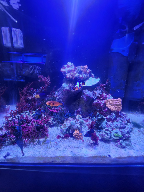 reef1