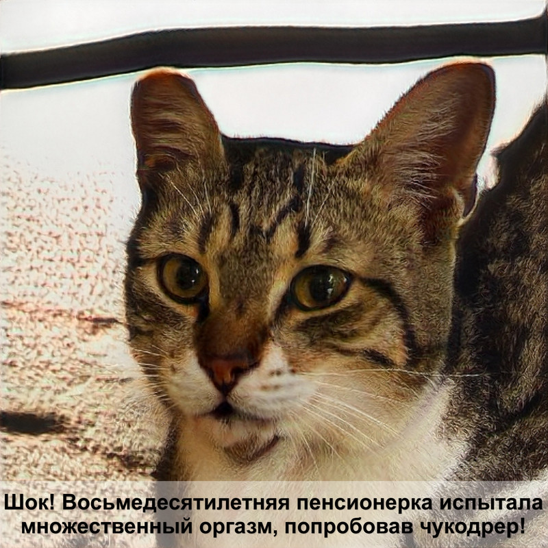 бурманская кошка окрасы названия