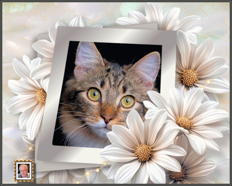MOOIE-KATER-2
