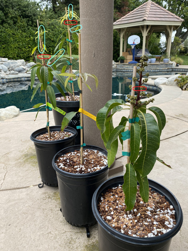 Young Mangoes