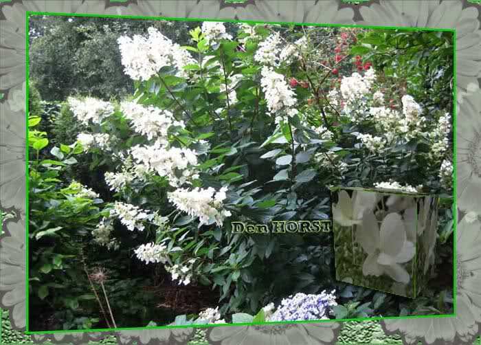 HYDRAGEA-PANICULATA-GRANDIFLORA-HORTENSIA