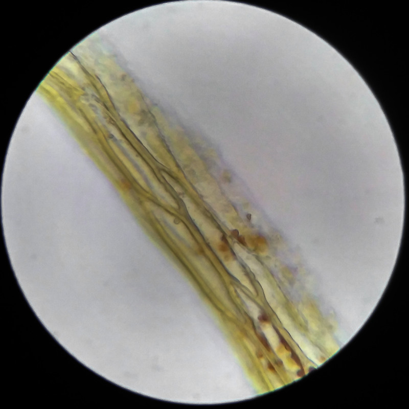 IMG 20250617 105327 HDR