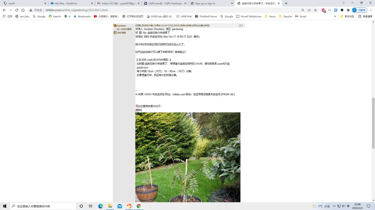 花椒苗网友盆栽