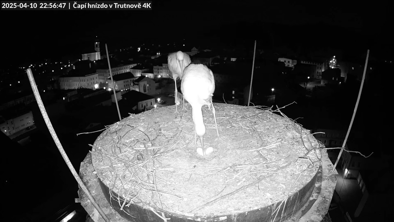 Tiešraidē no stārķa ligzdas uz alus darītavas skursteņa Trutnovā 13-21-2 screenshot