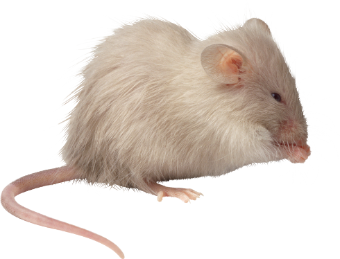 Autumn Witchery (10)