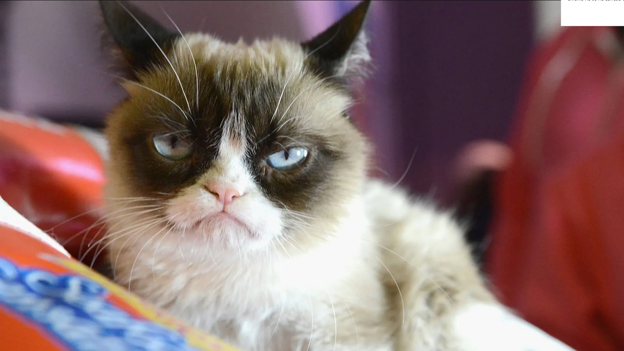 ¿Cómo entender a tu gato? Significado de los comportamientos de tu mascota