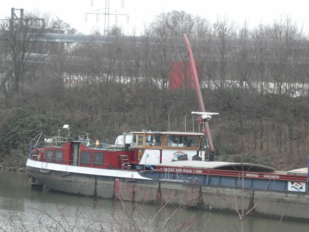 2021.01.15f Wildkatz (1440x1080)