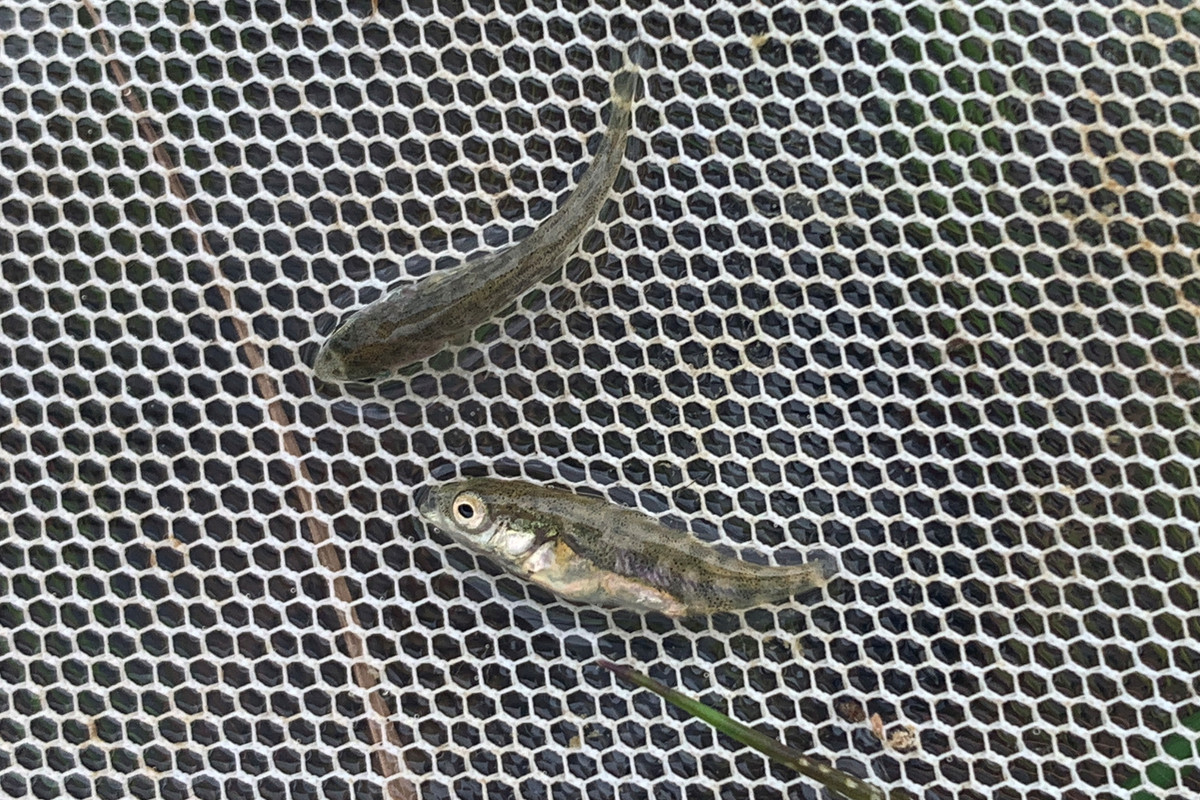 2022.06.09 Fish fry a