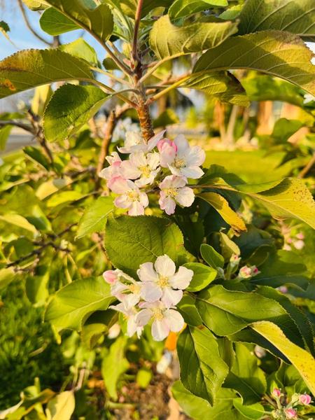 [Image: IMG_3106.jpg]