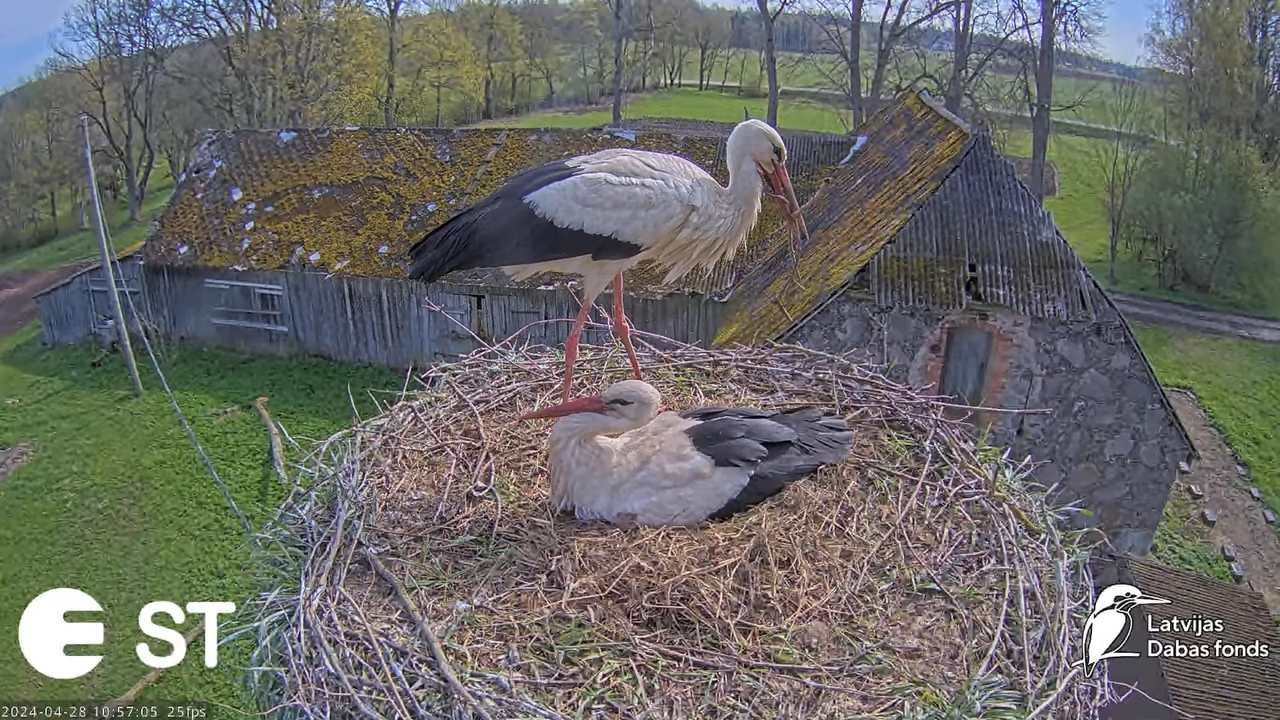 Baltie stārķi (Ciconia ciconia) Tukuma novadā - LDF tiešraide __ White storks in Tukums, Latvia 11-5
