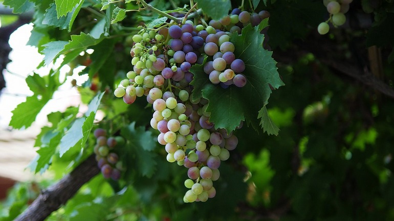 Многообразие сортов винограда какой выбрать для своего участка