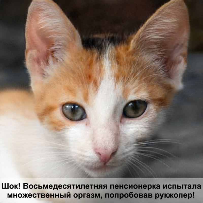 кошка черная