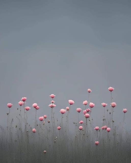 [Image: 469285061-912553040975186-2039353907459188687-n.jpg]