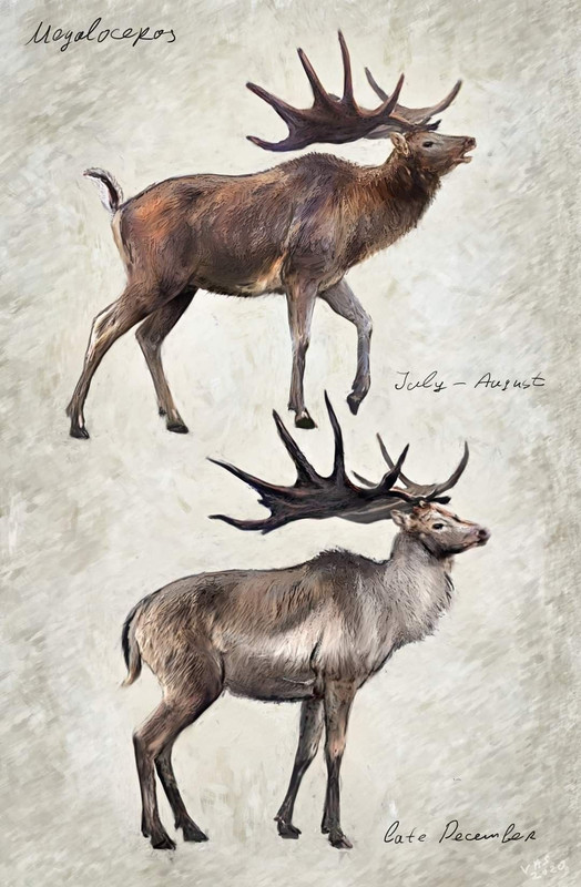 1696277788_animals-pibig-info-p-sibirskii-bolsherogii-olen-instagram-74 (1)