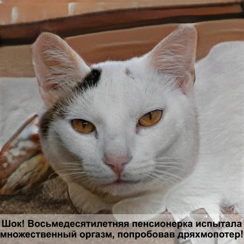 большие котята