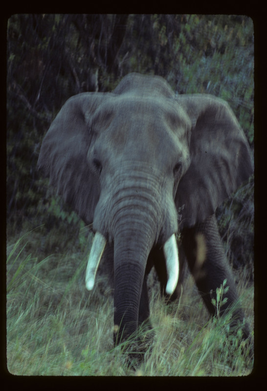 large elephant head on