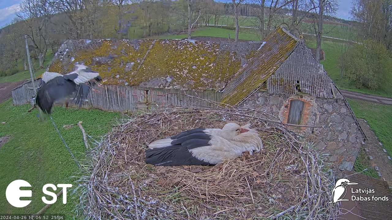 Baltie stārķi (Ciconia ciconia) Tukuma novadā - LDF tiešraide __ White storks in Tukums, Latvia 10-3