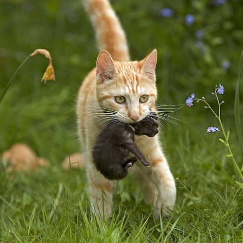 Cat holding kitten by its scruff album cover