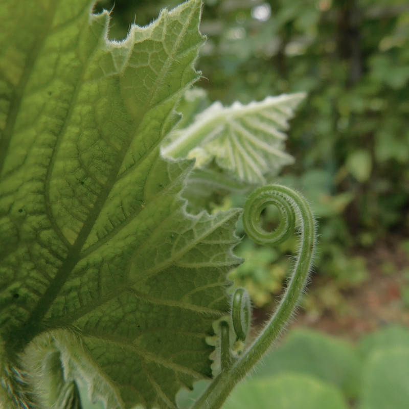 Дачное июль 203 и барби 007