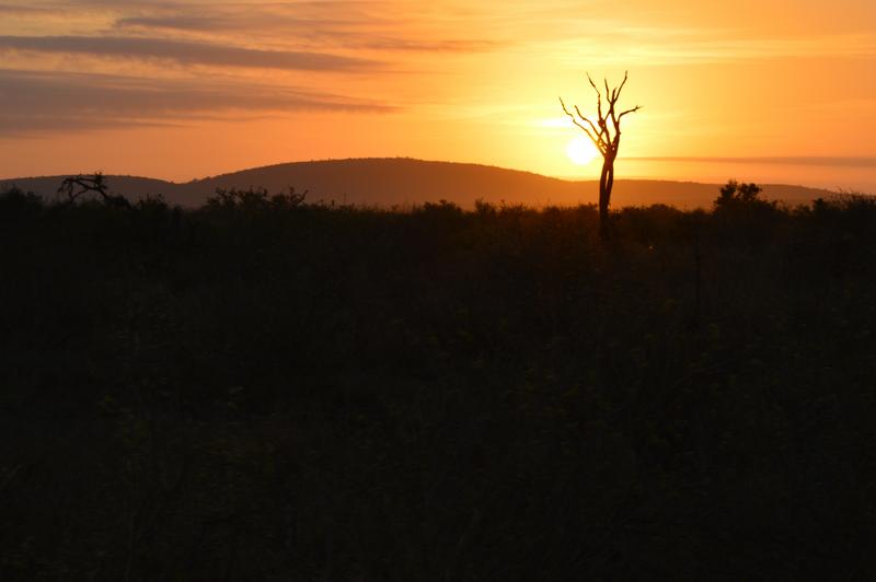 DÍA 10:  KRUGER (Lower Sabie) - Sudáfrica y Seychelles 2018 -  Una Honeymoon llena de vida (3)