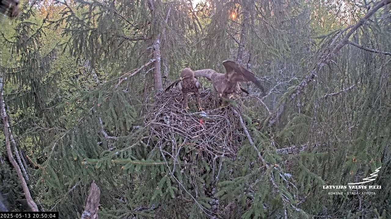 LVM mazais ērglis Lisiņa, egle2 – Lesser Spotted Eagle 13-14-19 screenshot
