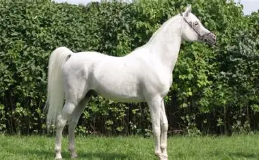 Pur Sang Arabe Blanc Pur Sang Arabe Blanc