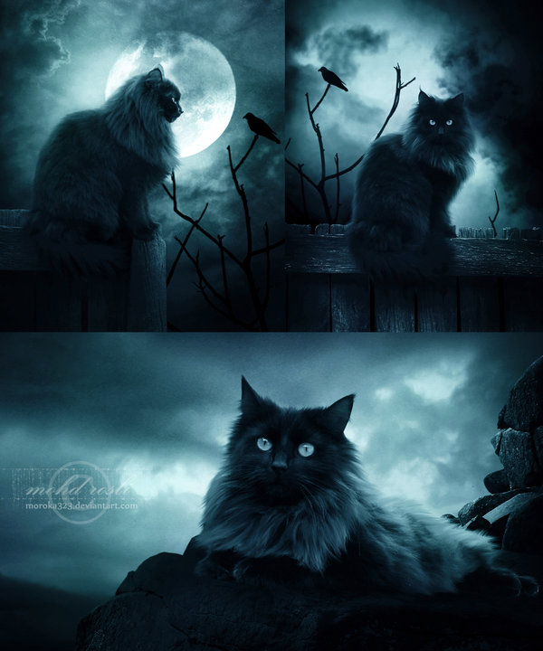 1-Portrait-of-a-Cat-by-moroka323