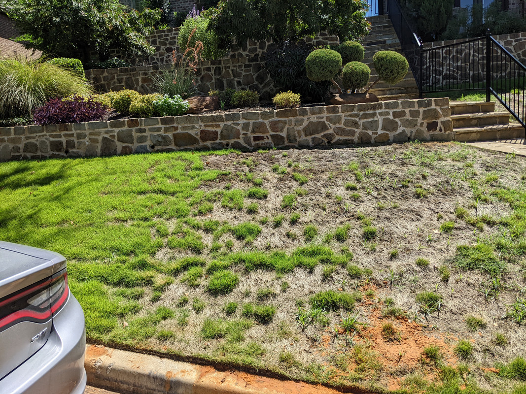 Zeon zoysia damage Lawn Care Forum
