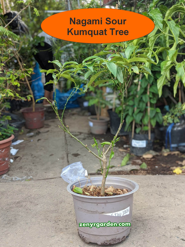 nagami-kumquat-tree-february-2020.jpg