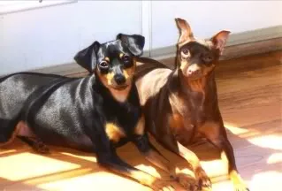 Lexieand-Louie.webp