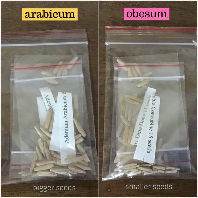 adenium-arabicum-obesum-seeds
