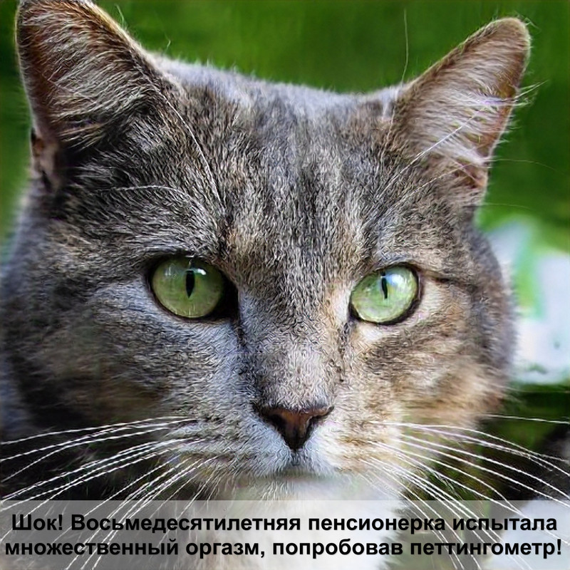 рыжий кот в доме