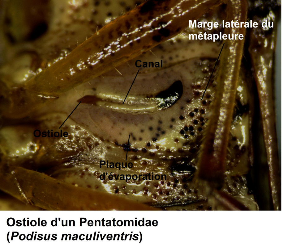 Ostiole-Podisus-maculiventris