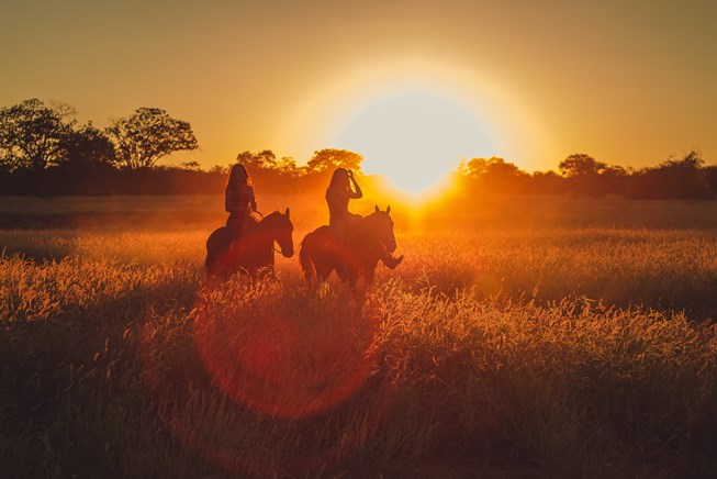 pony-schetlanders-kamp-nieuw.jpg