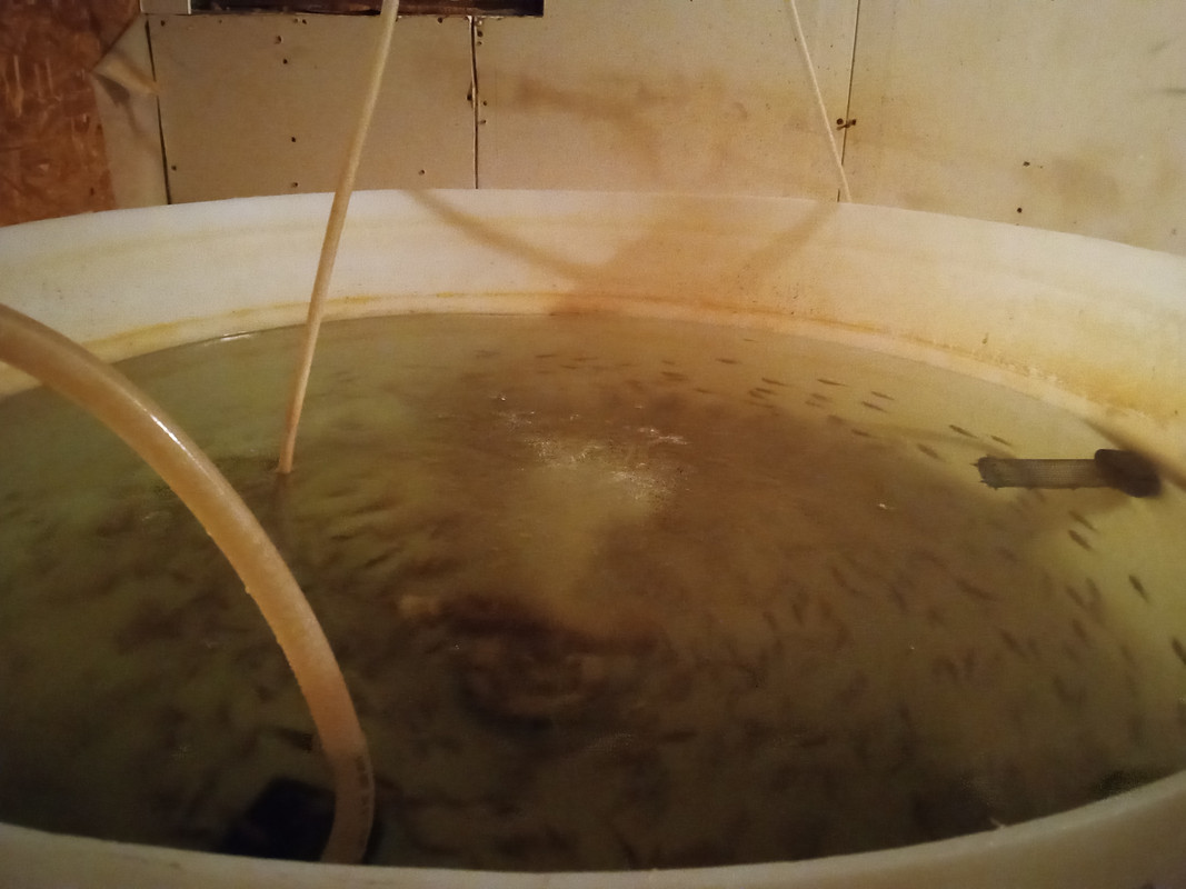 BNT 3:2:23 in tank
