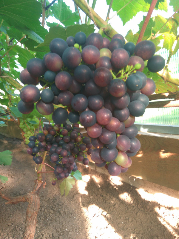 Эстер 28.07.2018