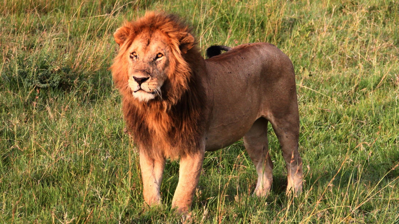 lion