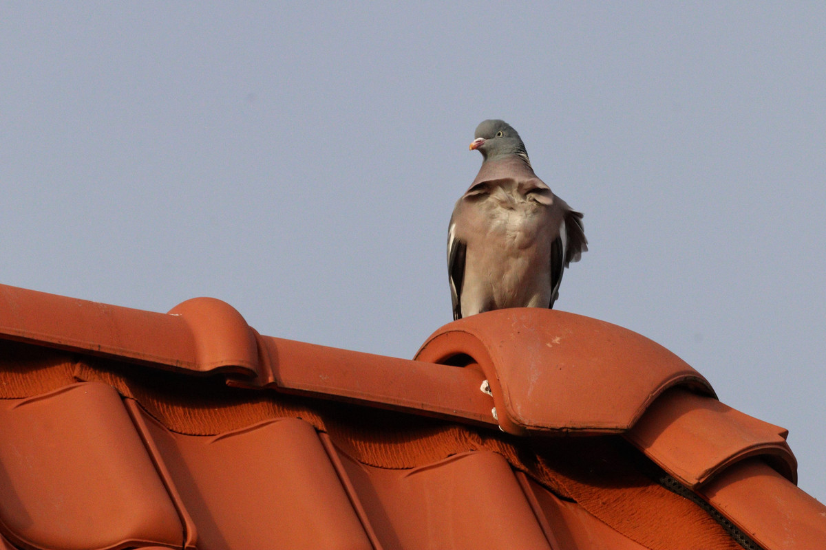 B773CBED-5E80-498C-9B24-135275D7B4C2