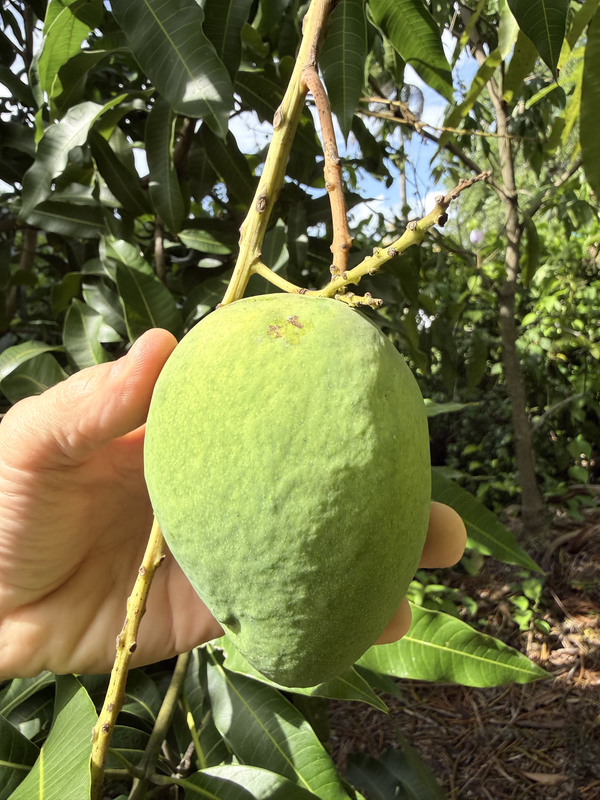 ED Fruit 4126