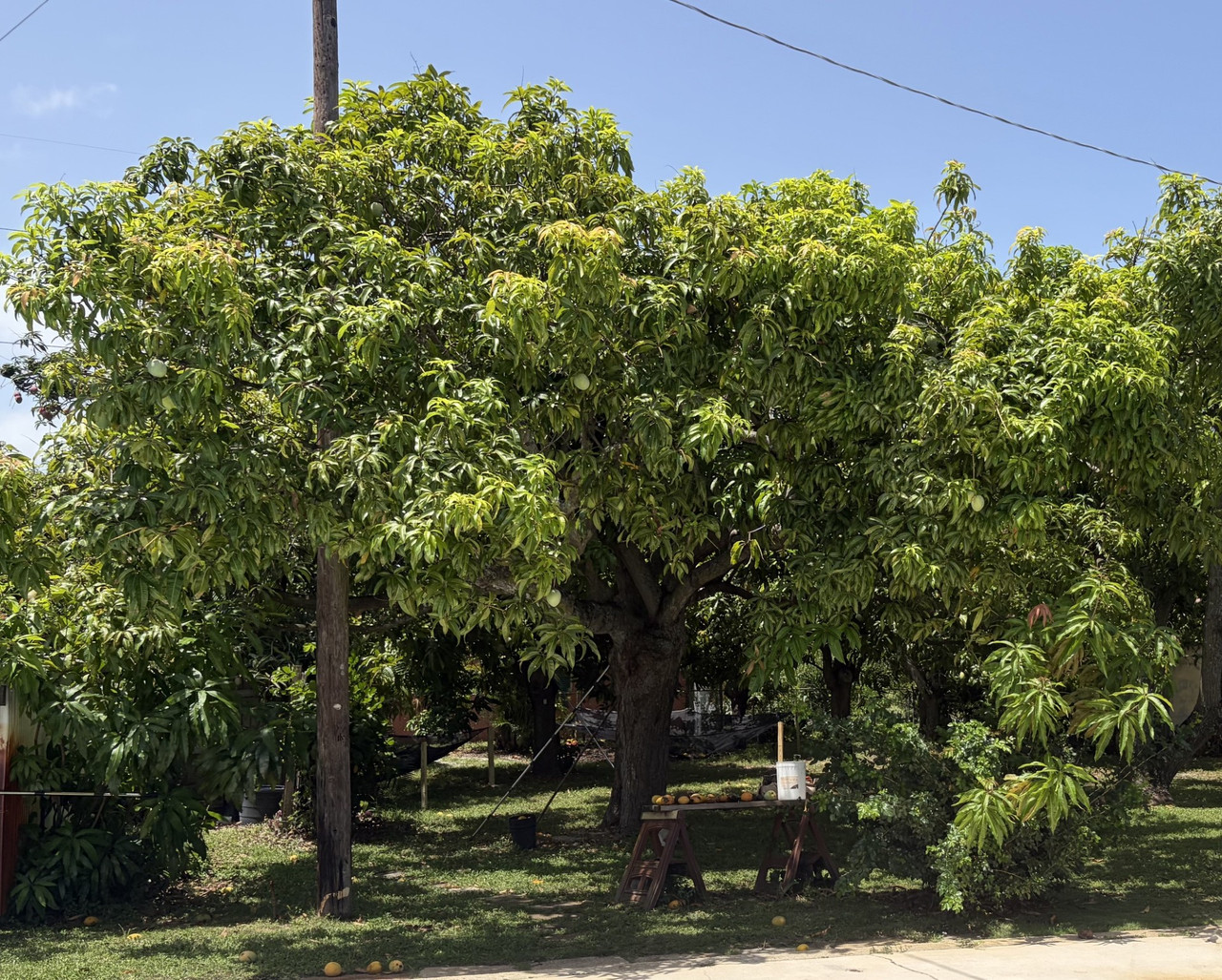 Carrie Tree Tropical Paradise Groves