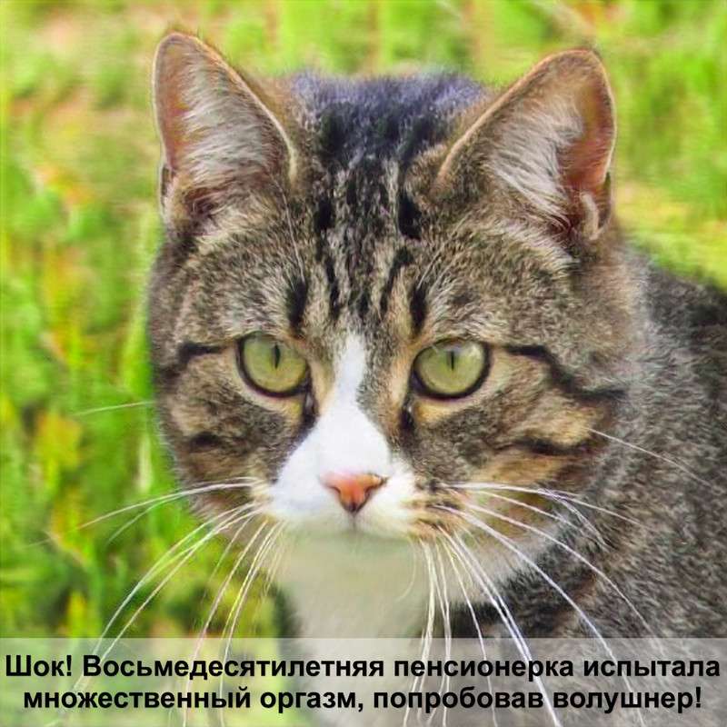 белая кошка картинки