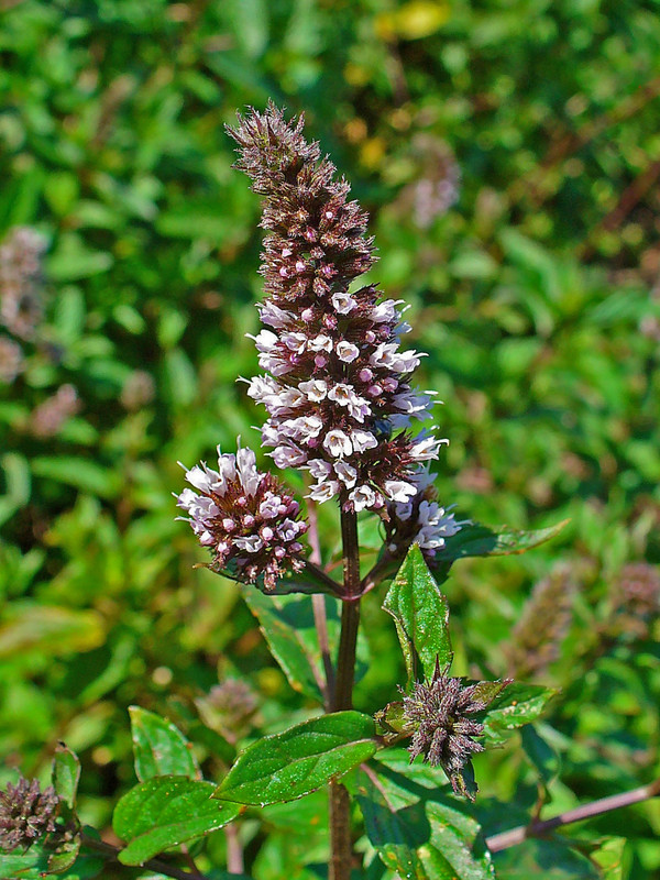 Mentha_x_piperita_ Мята перечная
